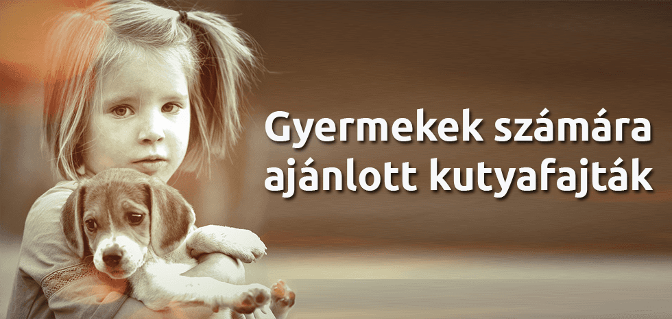 Gyermekek számára ajánlott kutyafajták I.