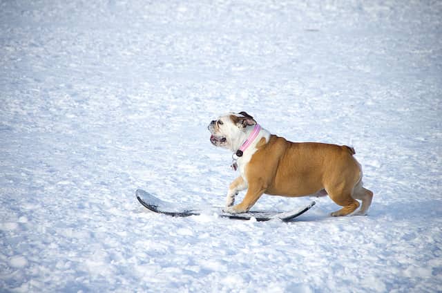 FeHoVa 4 x CACIB Winter Dog Show – Budapest – 2015. február 12-15.