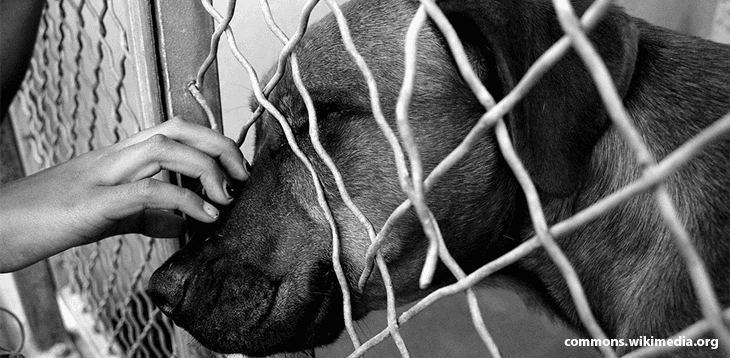 Responsible Pet Ownership – A Shelter Dog's Confession
