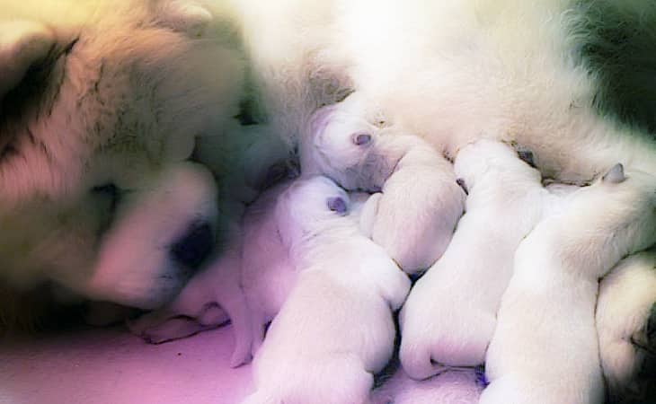 What is a 'BREEDER'?