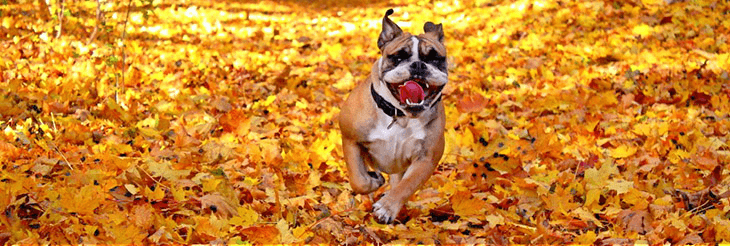 Autumn dangers that can make your dog's life difficult