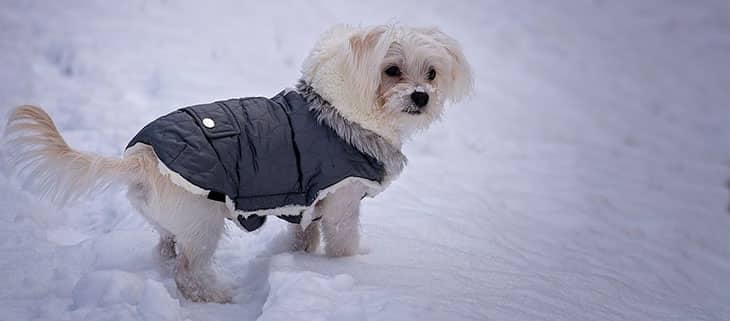 Guide on How to Keep Your Dog Warm Outside During the Winter Months