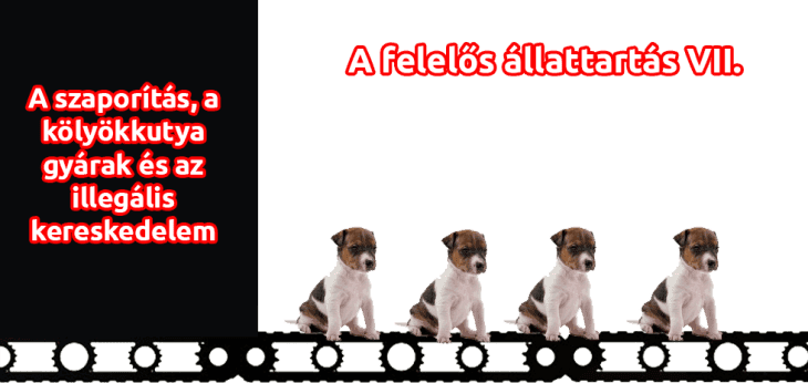 Felelős állattartás VIII. fejezet – A szaporítás, a kölyökkutya gyárak és az illegális kereskedelem