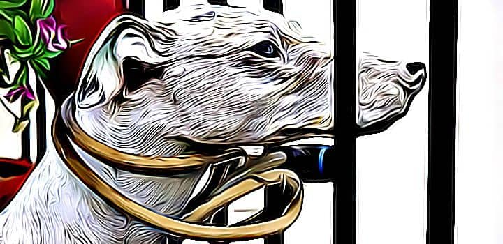 Animal Cruelty as a Crime