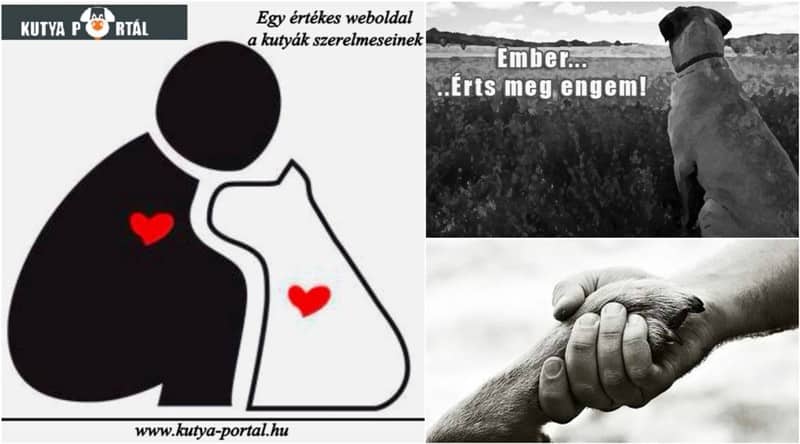 Ötödik születésnapját ünnepli a Kutya Portál