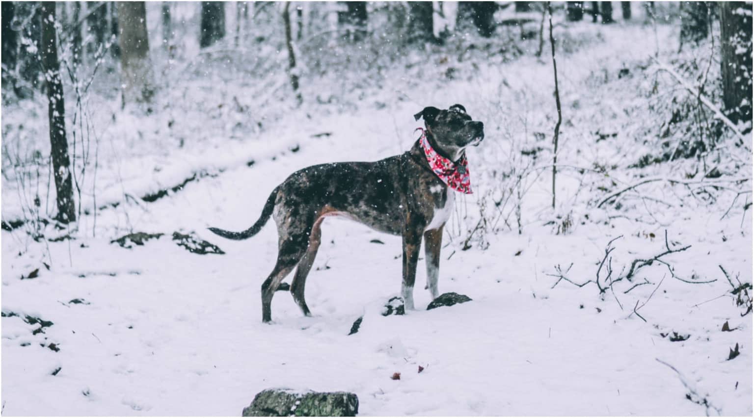 Dogs and Cold Weather!