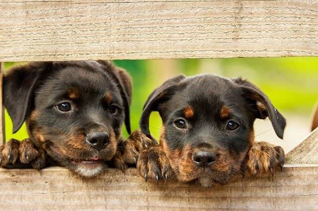 The number of dog owners increased significantly during the virus period