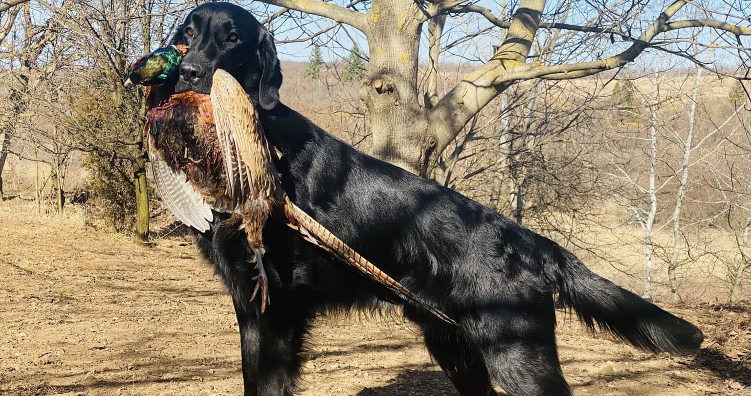 Flat Coated Retriever Won at the 2022 Crufts