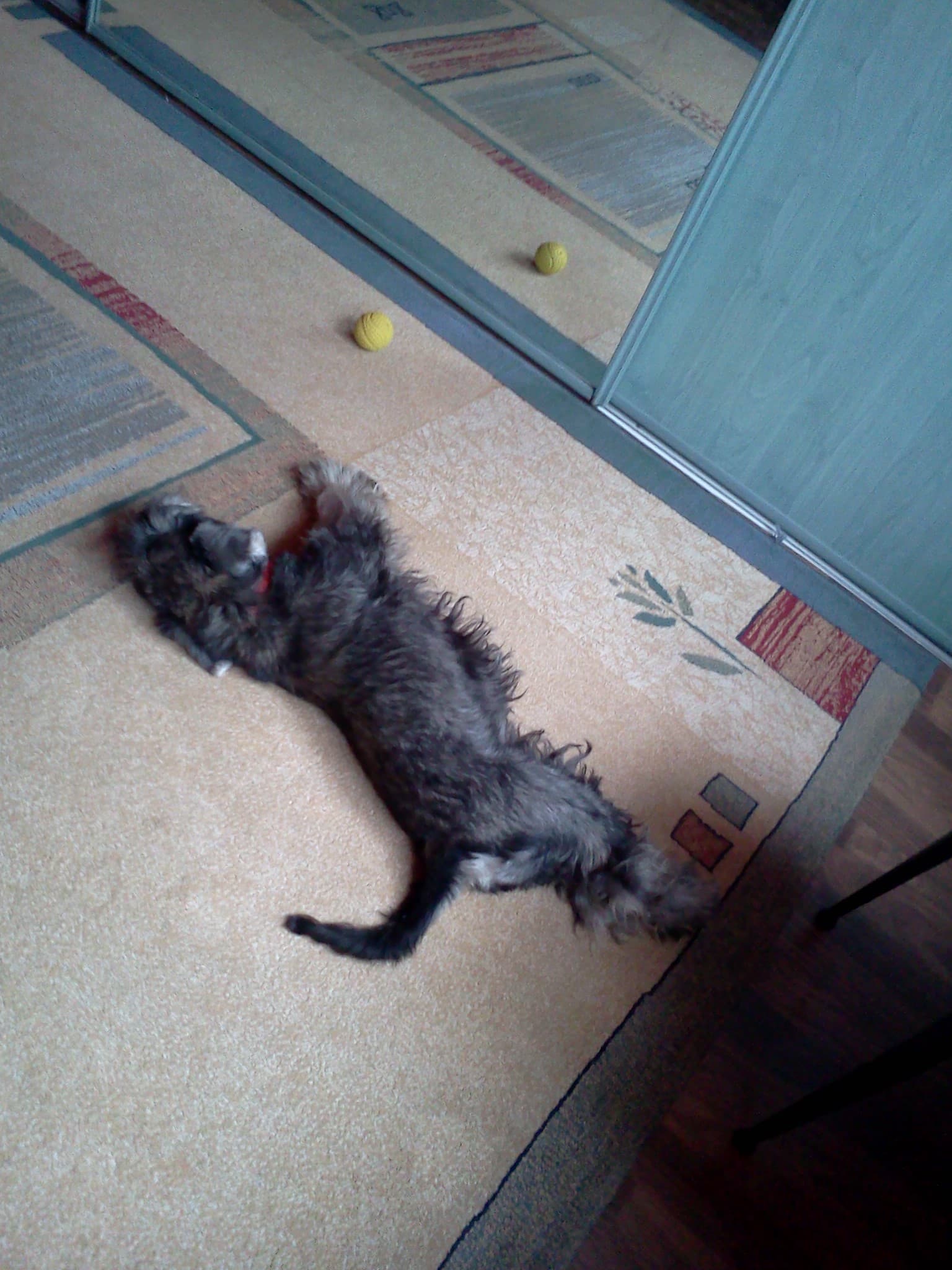 Így pihennek a Törpe schnauzerek