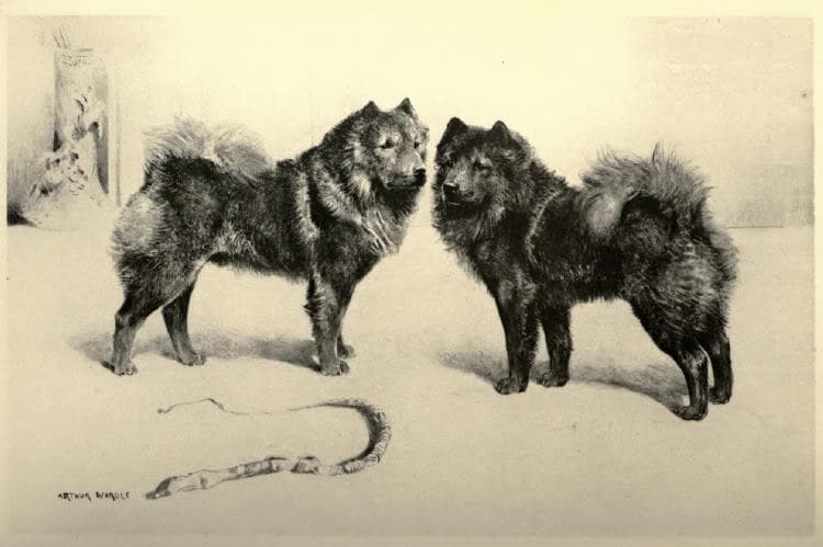 Kutya evolúció – Csau-Csau