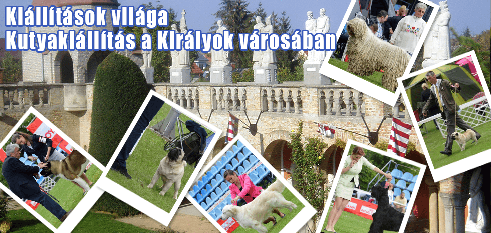 Kiállítások világa – Kutyakiállítás a Királyok városában