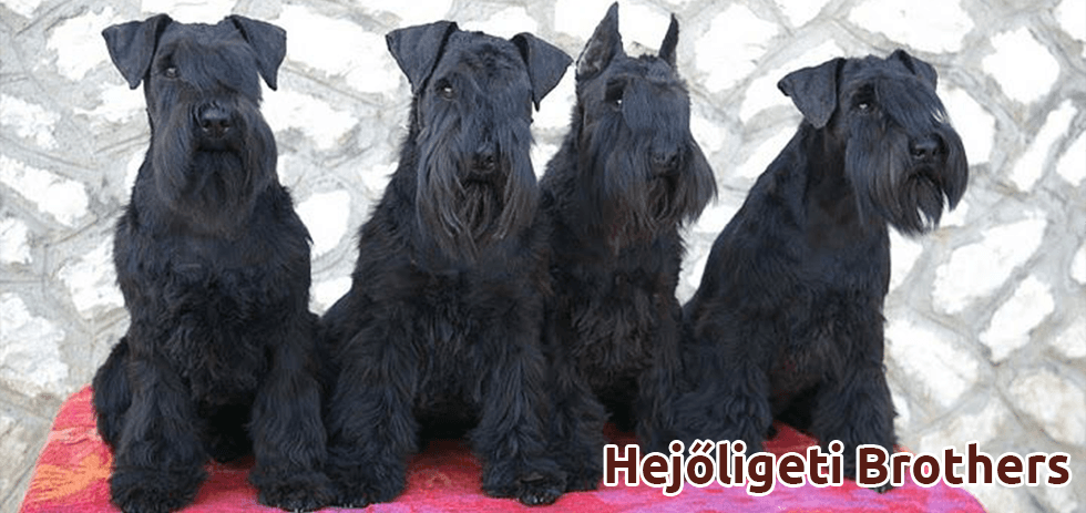 Törpe schnauzer fajtaleírás