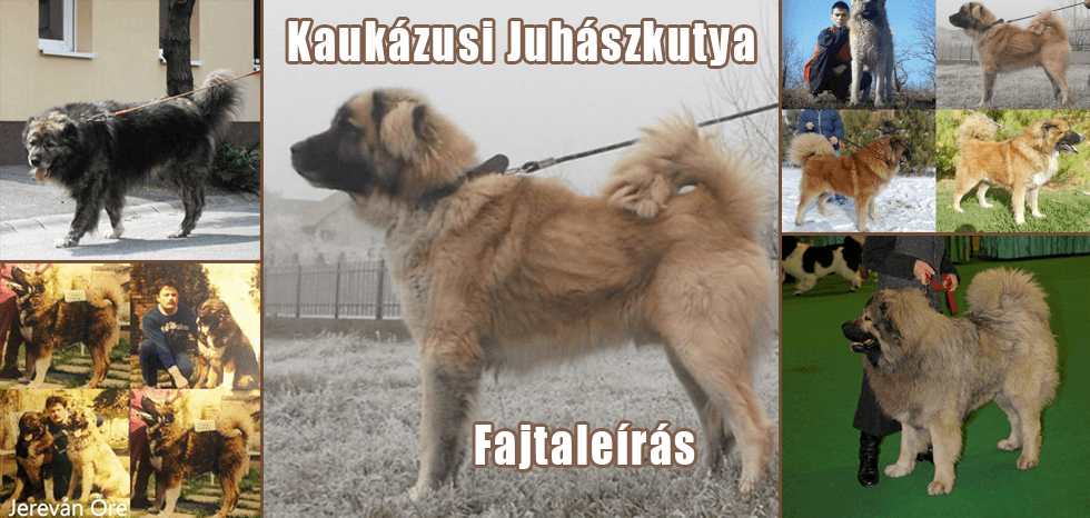 Kaukázusi Juhászkutya fajtaleírás