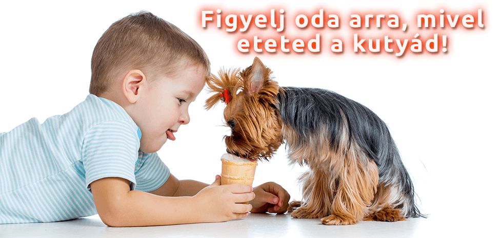 Kutyáink egészségvédelme – Veszélyes élelmiszerek