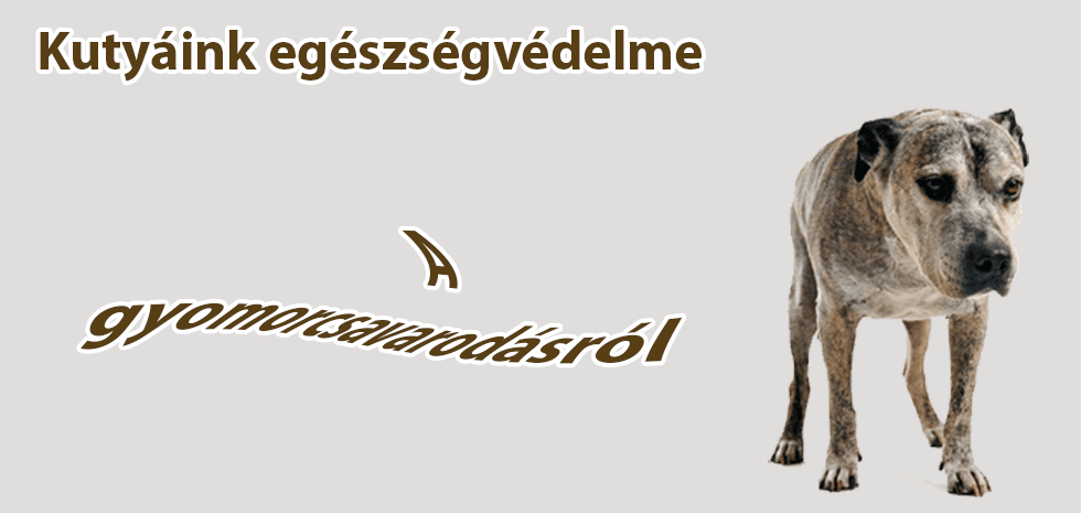 Kutyáink egészségvédelme – A gyomorcsavarodásról