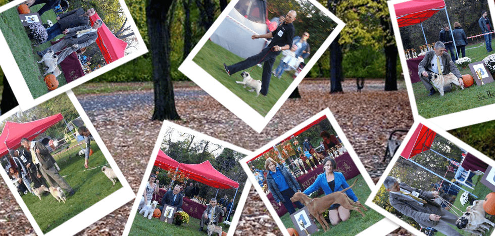 World of Exhibitions – MKSZ CAC Derby Exhibition – Budapest, Népliget