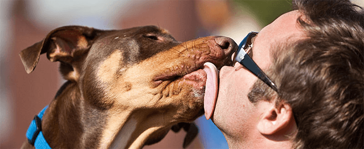 10 KÖLTSÉGES HIBA, ami megkeseríti a kutyás életed