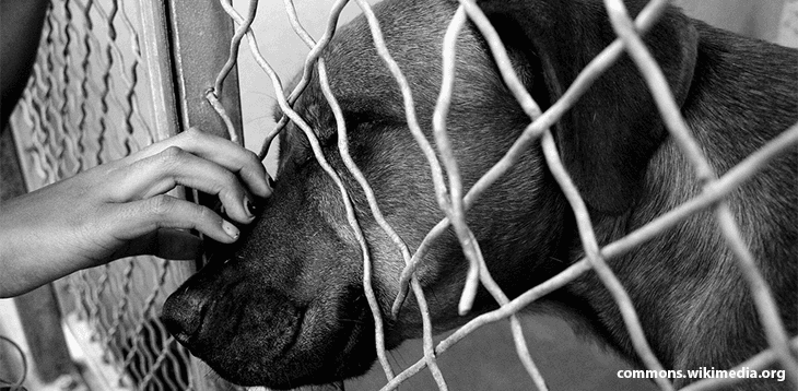 A felelős állattartás – Egy menhelyi kutya vallomása