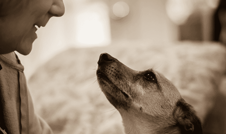 10 ok, amiért érdemes örökbe fogadnod egy kutyát