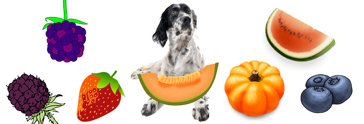 Gyümölcsök, melyeket kutyáink is biztonsággal fogyaszthatnak