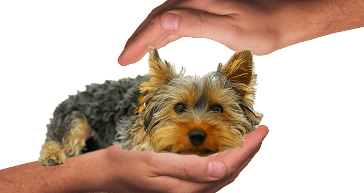 Nyáron is biztonságosan a kutyáddal! Jó tanácsok gazdiknak!