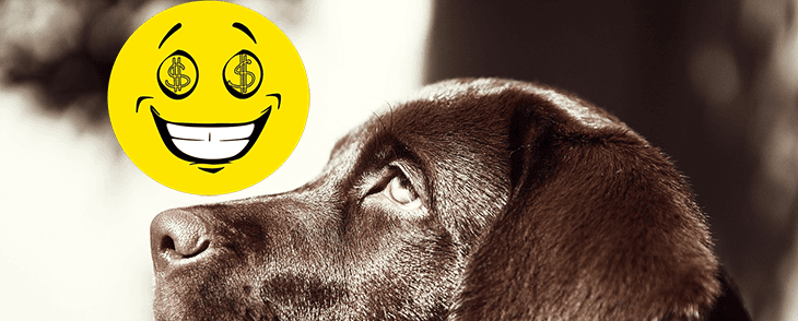 Itáliai kiskutya deportálás – háttérkirakós