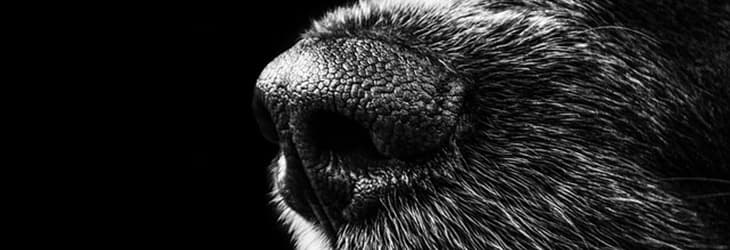 A 10 legjobb szaglású kutyafajta – rangsorolás