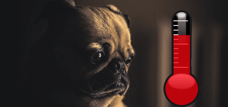A hőguta és a legveszélyeztetettebb kutyafajták