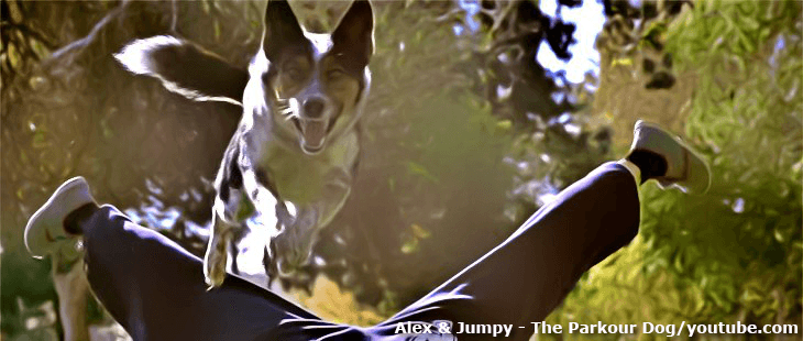 Jumpy, a parkour kutya