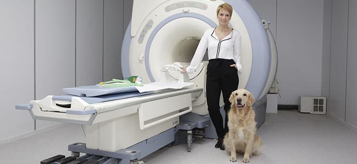 MR-vizsgálatok kutyáknak és macskáknak