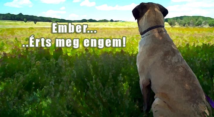 Örök igazságok a kutyák szerelmeseinek ajánlva