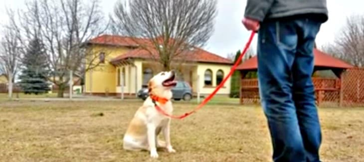 Kutya oktató videó – Helyben maradás 1. rész