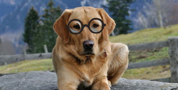 10 fontos életlecke, melyet megtanulhatunk a kutyáktól