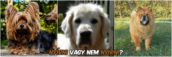 Nyári szőrzetápolás a kutyáknál