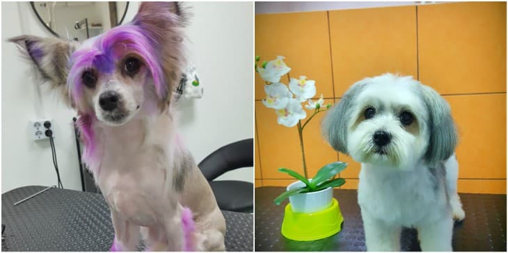 Kutyakozmetika – Budapest – X. kerület