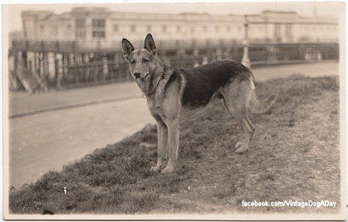 Kutya evolúció – Német juhászkutya