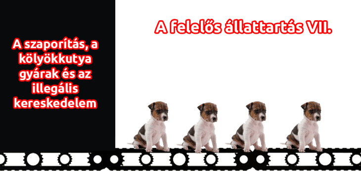Felelős állattartás VIII. fejezet – A szaporítás, a kölyökkutya gyárak és az illegális kereskedelem