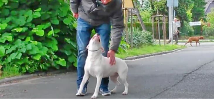 Bullterrier egy nevelhetetlen fajta. Vagy mégsem?