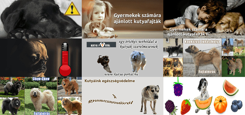 Kutya Portál 2016 TOP 10 – a legnépszerűbb és legolvasottabb cikkek