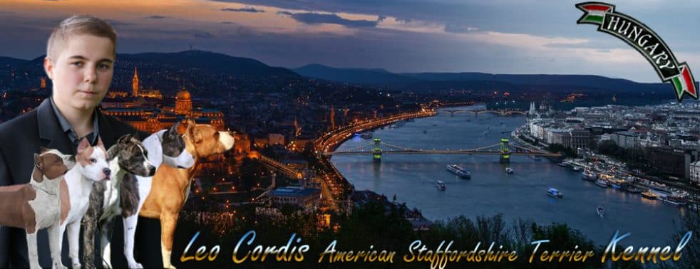 Leo Cordis – Amerikai Staffordshire Terrier Kennel – Madocsa