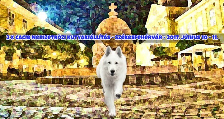 2 x CACIB Nemzetközi Kutyakiállítás – Székesfehérvár – 2017. Június 10 – 11.