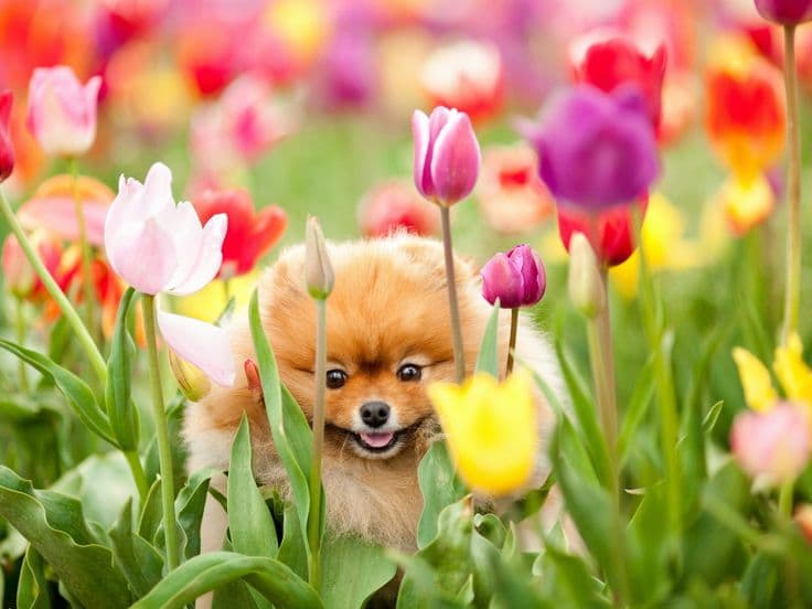 I. Pomerániai és Spitz találkozó & CAC Klubkiállítás – Budapest – 2017. Május 07.