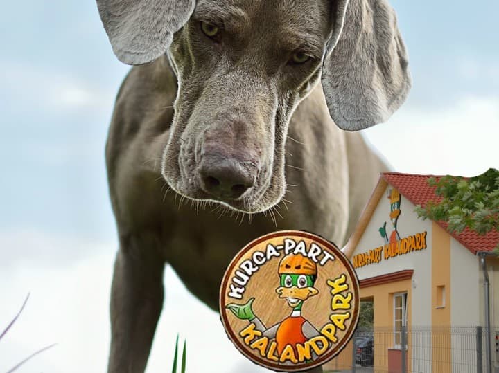 CAC Nemzeti Kutyakiállítás – Szentes – 2017. Július 01.