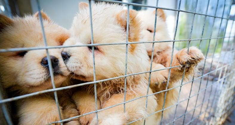 Exploiting Christmas Demand, Hundreds of Innocent Puppies Are Illegally Smuggled into the UK