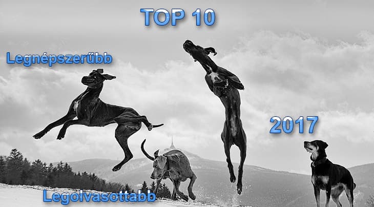 Kutya Portál 2017 TOP 10 – a legnépszerűbb és legolvasottabb cikkek