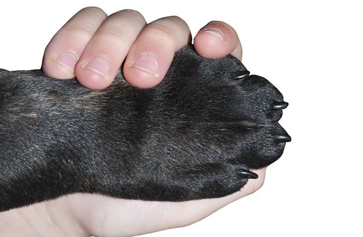 Winter Paw Protection for Dogs