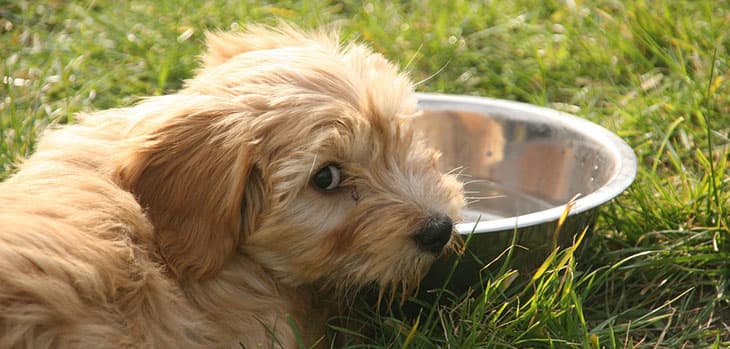 The Daily Water Requirement for Dogs