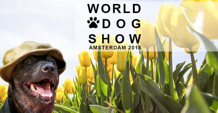 World Dog Show a szélmalmok és a tulipánok országában
