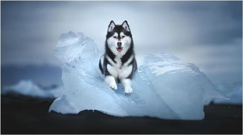 “Longing for Miracles” – Alicja Zmyslowska’s soulful dog portraits in stunning Arctic landscapes