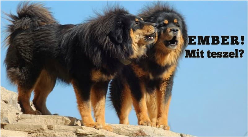 New Regulation Governing Dog Ownership in China: Harsh Sanctions Implemented Against Stray Dogs and Keeping 40 Dog Breeds Has Become Illegal!